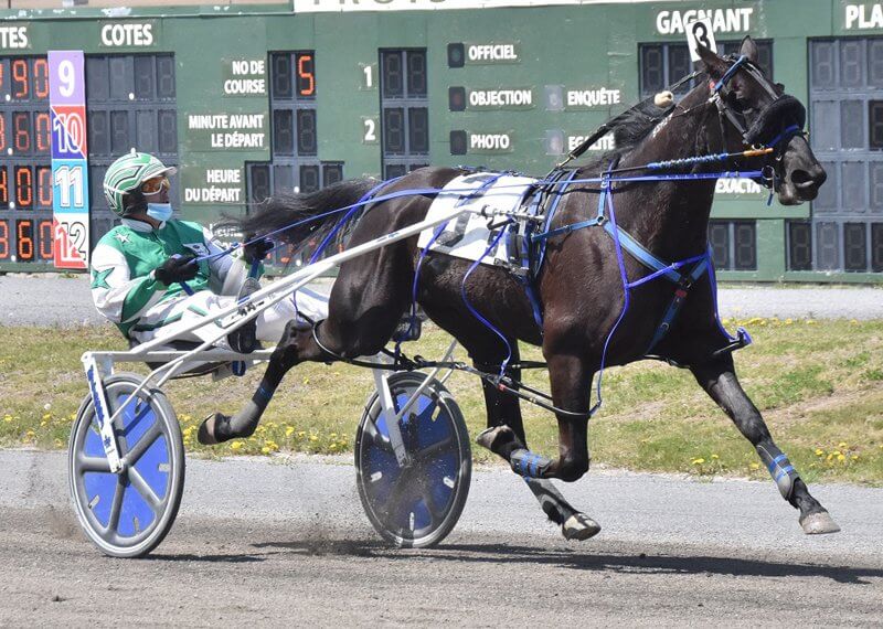 Lone filly takes on older mares